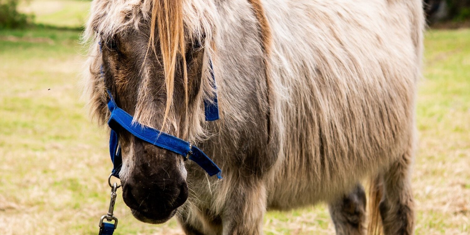 Big walk for Wilbur