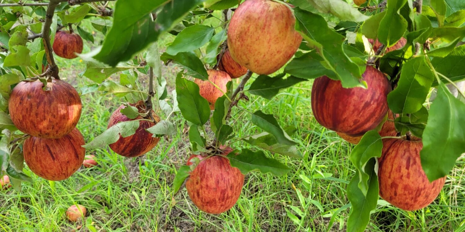 Apple festival 